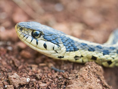 A Checkered Garter Snake