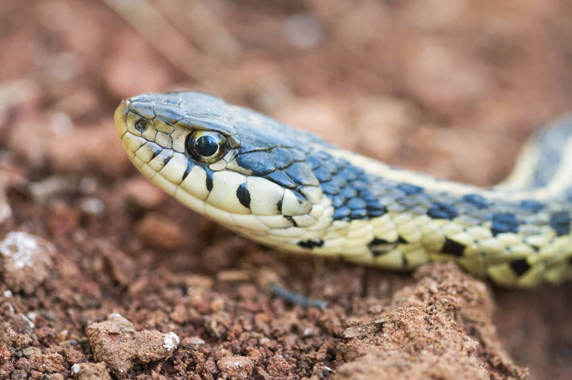 A checkered garter snake raising its head