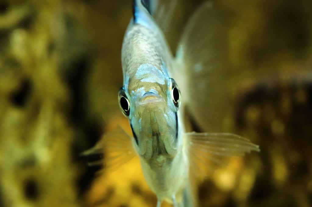 Angelfish, Animal, Animal Wildlife, Aquarium, Aquatic Organism