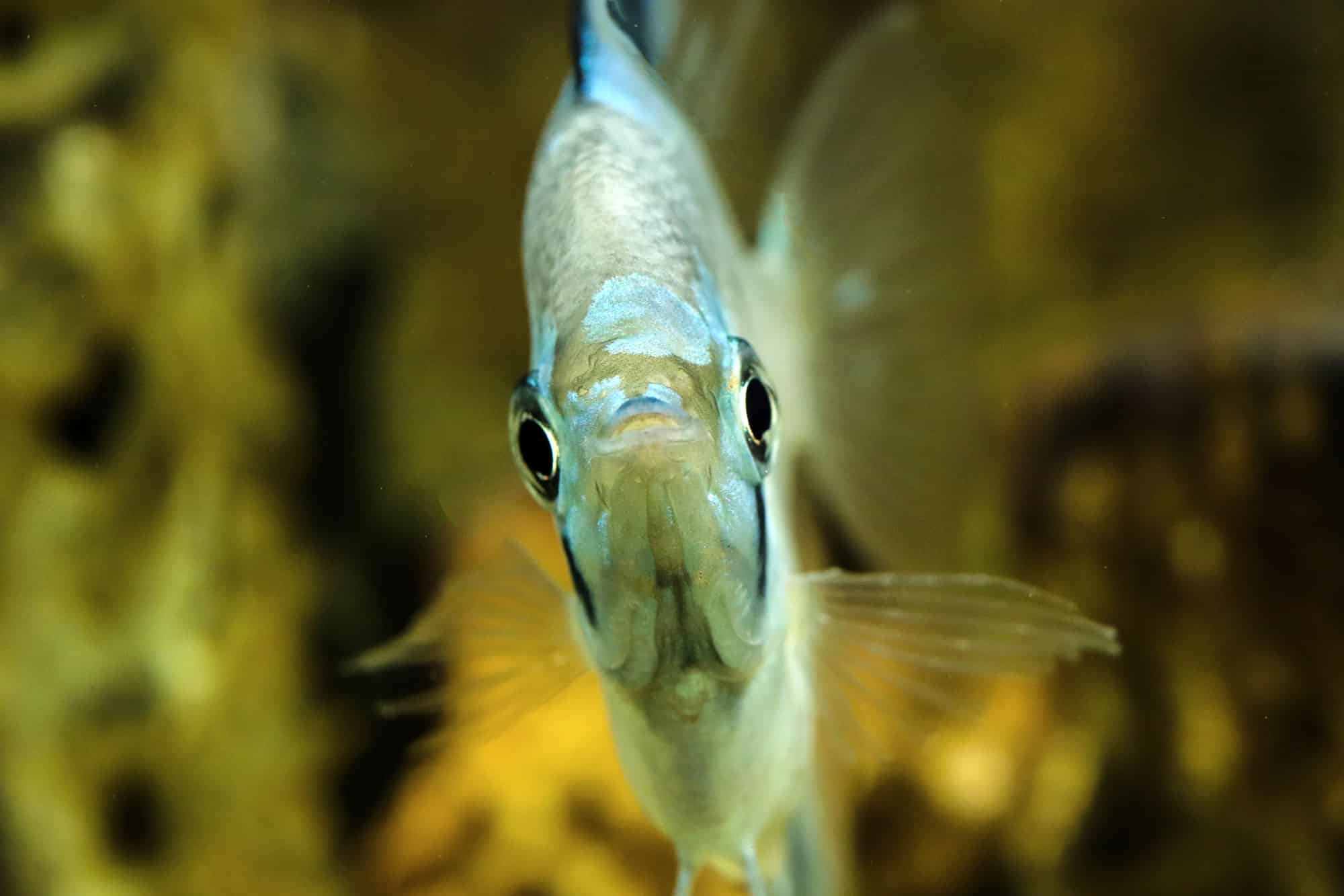 Head shot of a masked angelfish