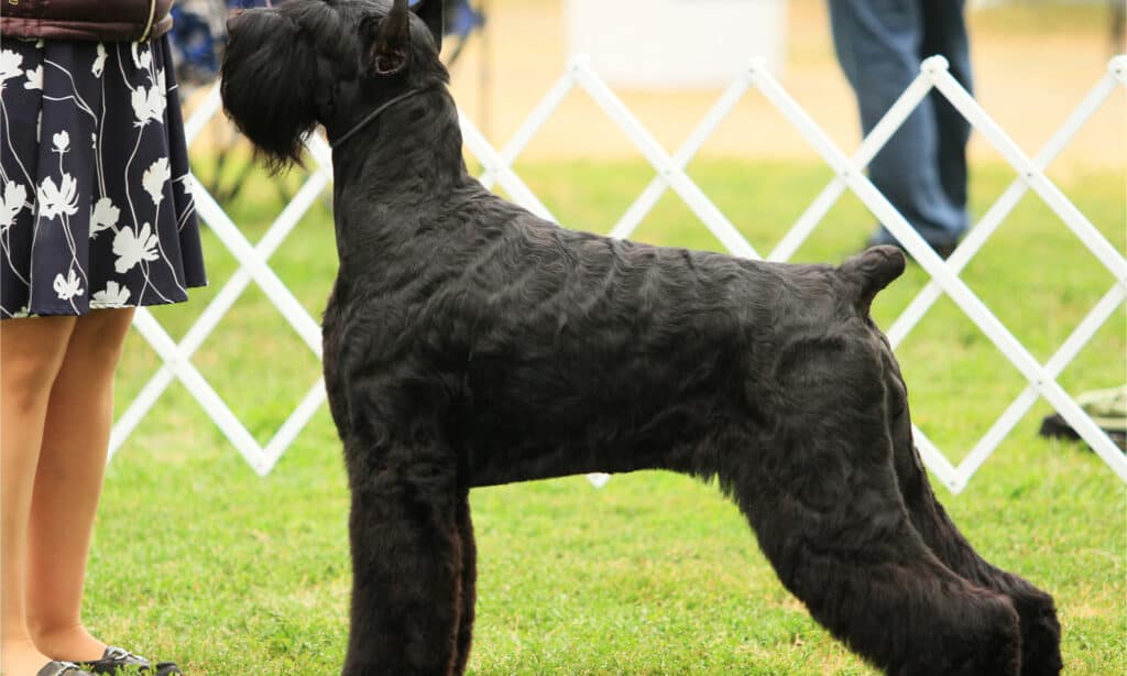 A black giant schnauzer at an AKC show