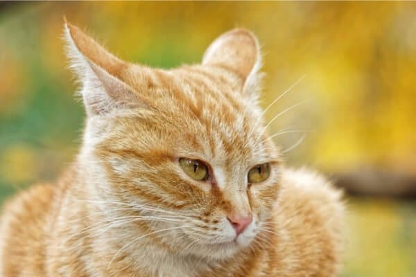 Ginger cat with flat ears