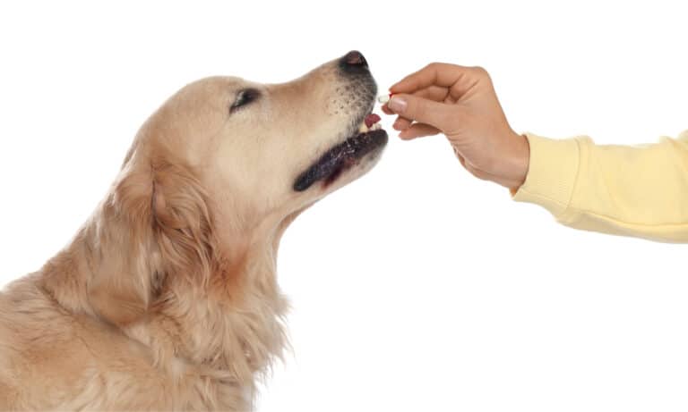 Woman's hand giving a golden retriever a pill