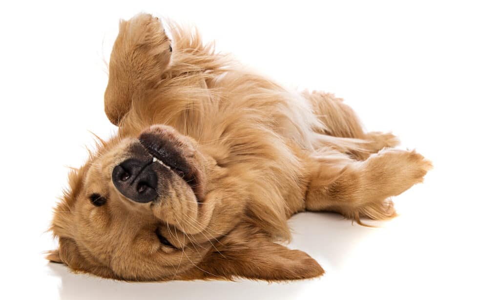 Golden retriever lying on its back