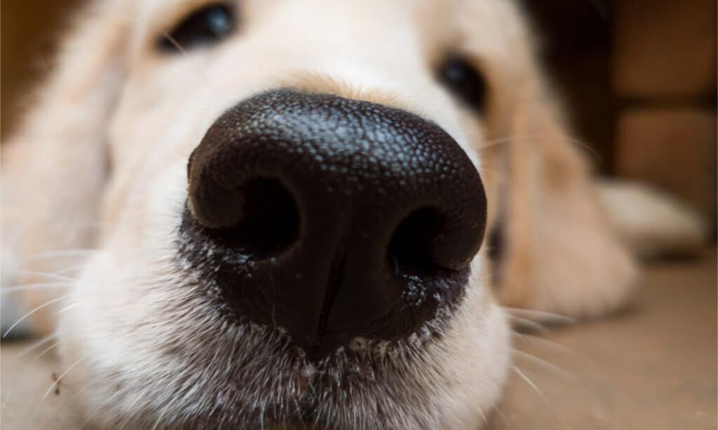 how do you keep a dogs nose wet