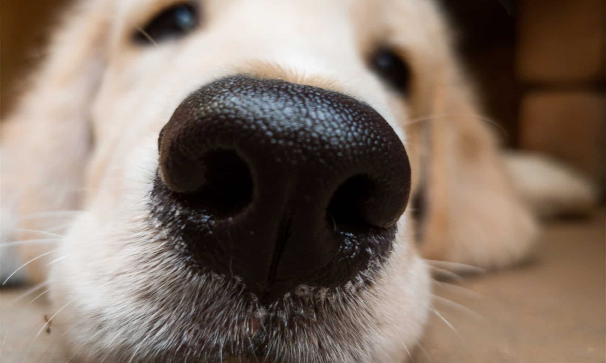 Golden retriever puppy nose close up