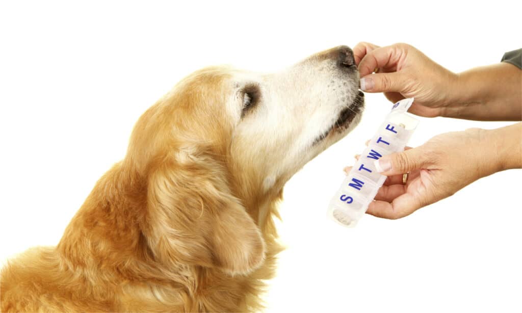 Golden retriever taking meds or vitamins from owner's hands, one hand holding a weekly pill box