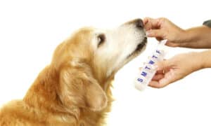 Gabapentin and dogs: Uses, Dosage, Side Effects, Warnings Picture