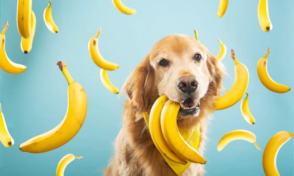 Golden retriever with many bananas