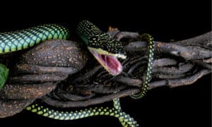Discover the Largest Flying Snake in the World Picture