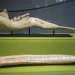 Gomphotherium