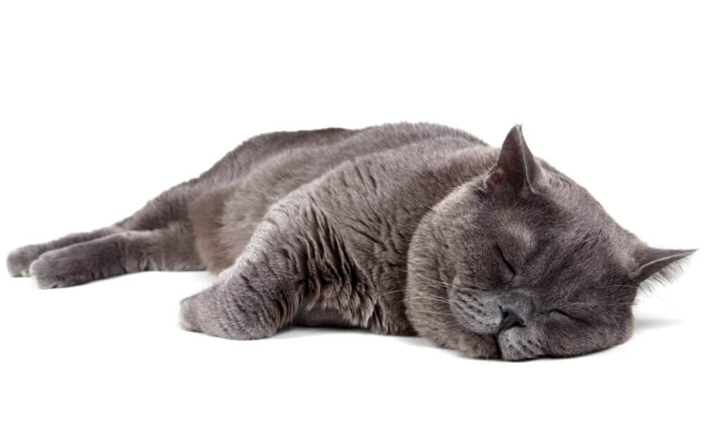Gray British shorthair cat sleeping on white background