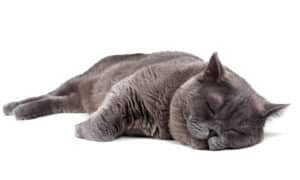 Why Do Cats Sleep So Much? Picture