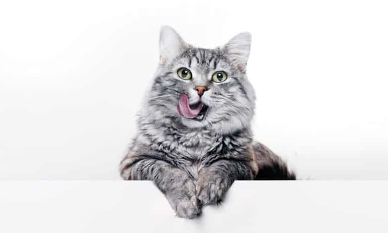 A gray cat licking its lips