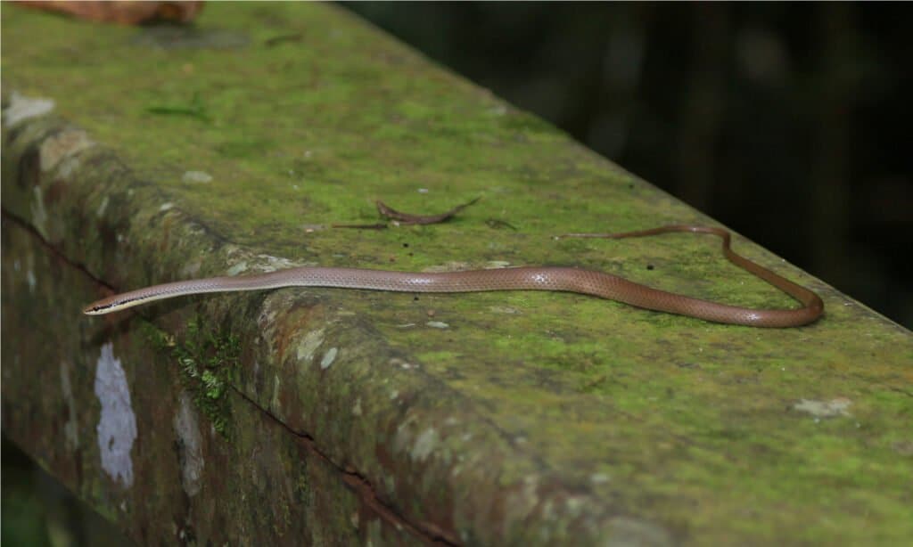 Green Rat Snake juvenile (Gonyosoma oxycephalum) in Gunung Mulu national park, Malaysia.