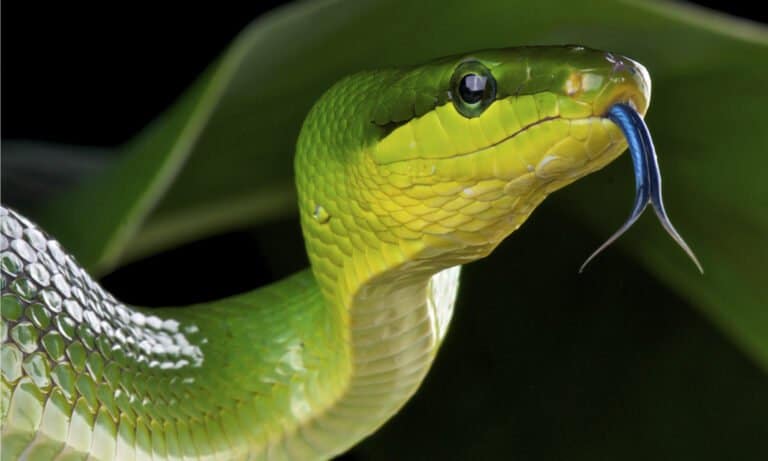 The green rat snake has a dark, horizontal line across the eye.
