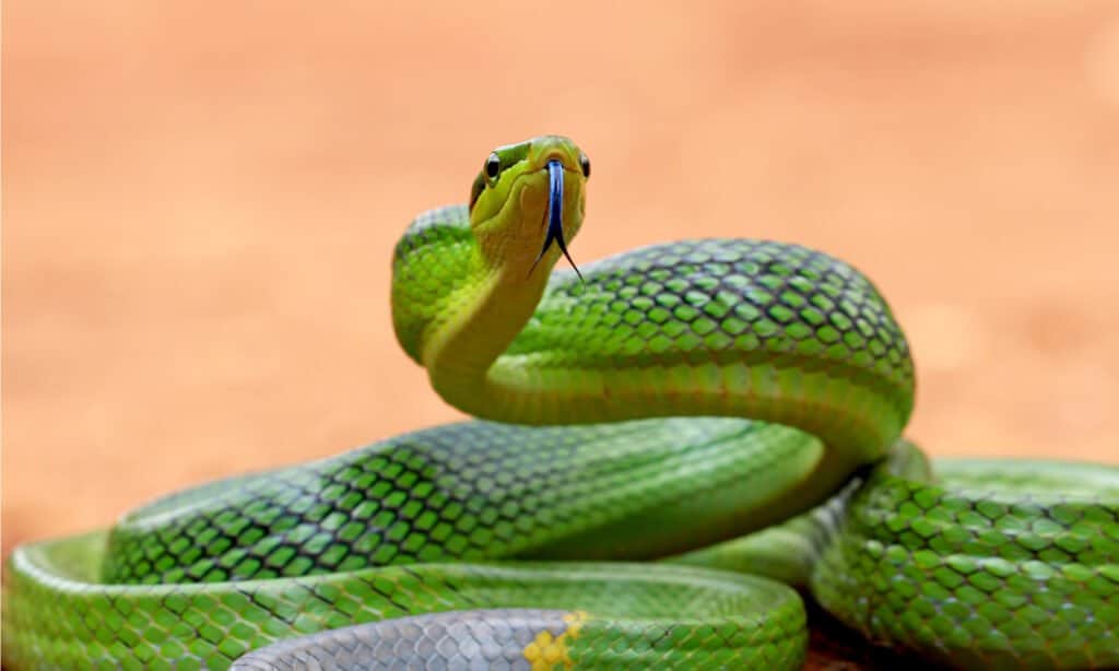 When threatened, the green rat snake will puff up, making it resemble the dangerous pit viper.