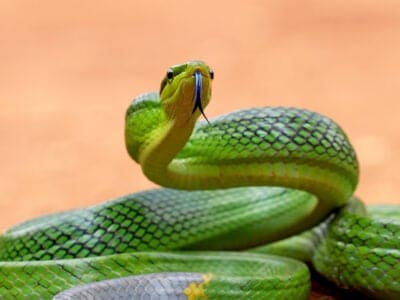 A Green Rat Snake