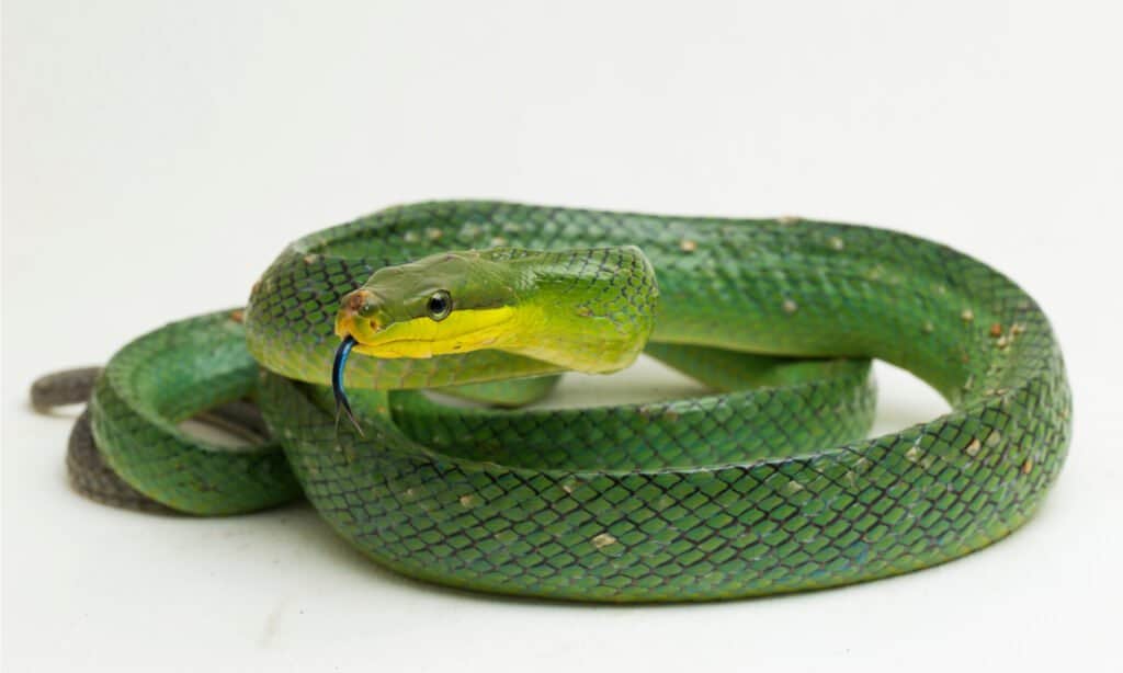 Green Rat Snake isolated on white background.