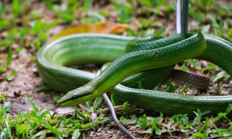 The green rat snake ranges from light to bright green on its back.