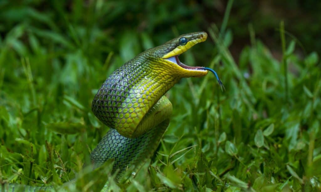 Green Rat Snake Animal Facts  Gonyosoma oxycephalum - A-Z Animals