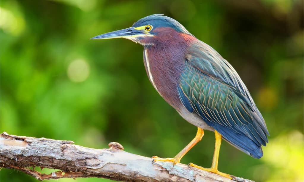 Green heron sitting on a branch