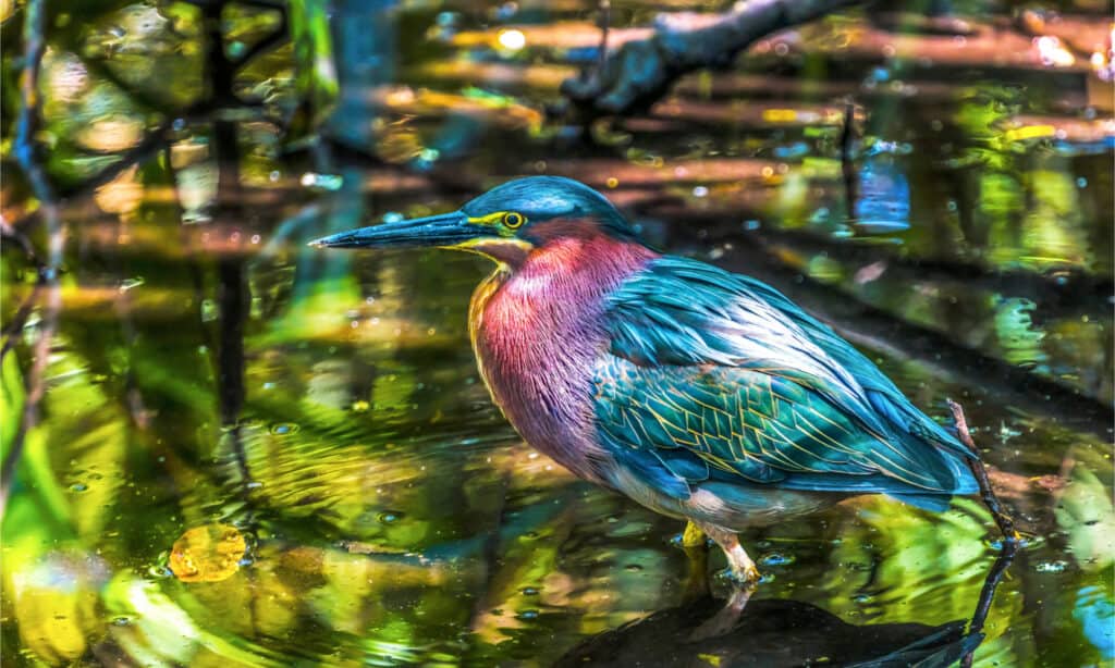 Green heron fishing