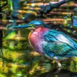 Green heron
