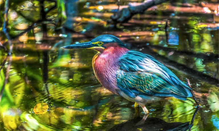 Green Heron