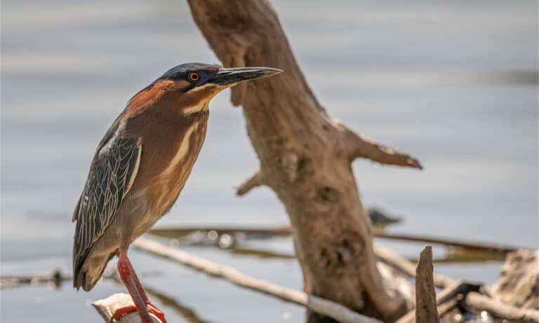 Green heron fishing