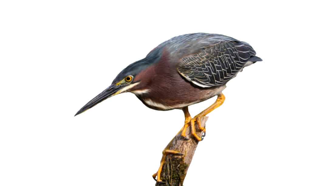 Green heron on white background
