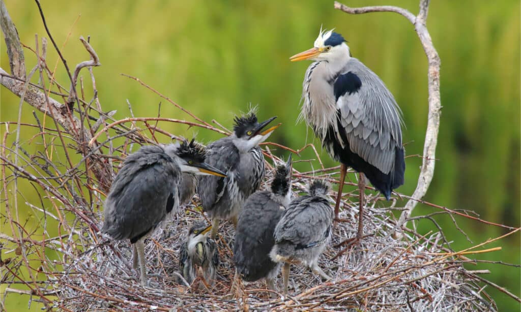 Grey heron chicks with parent in nest