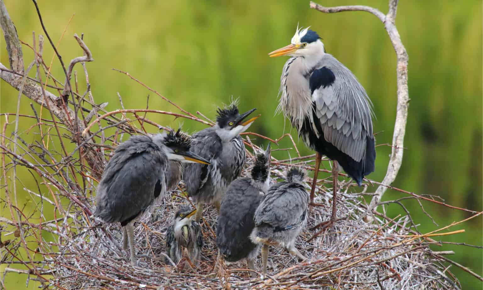 Where Do Herons, Egrets & Cormorants Nest? AZ Animals