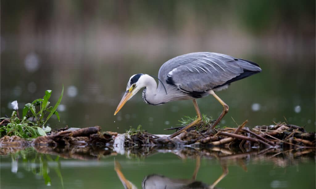 Grey heron fishing in a lake