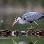 Grey heron
