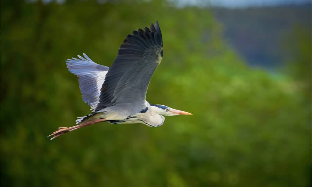 Grey heron in flight