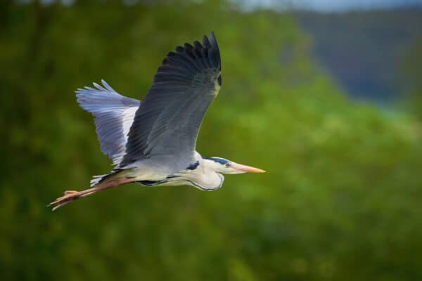 Unlike cranes and storks, which fly with their necks extended, grey herons fly with their necks drawn in. 