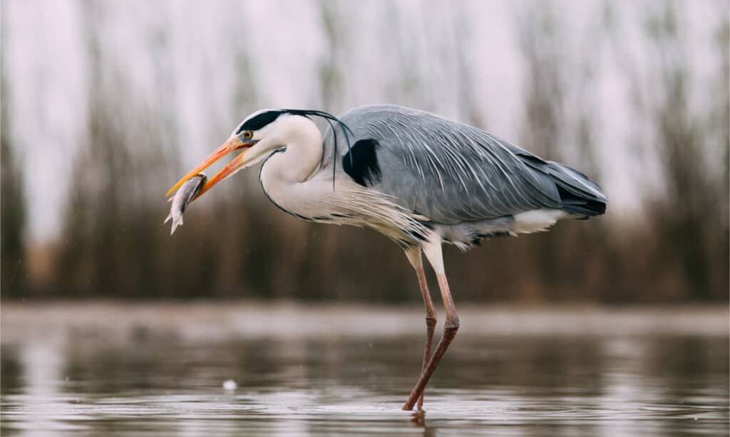 Grey heron with a freshly-caught fish in its beak
