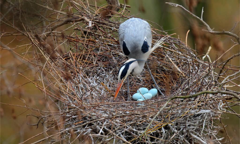 An adult grey heron in its nest with five eggs