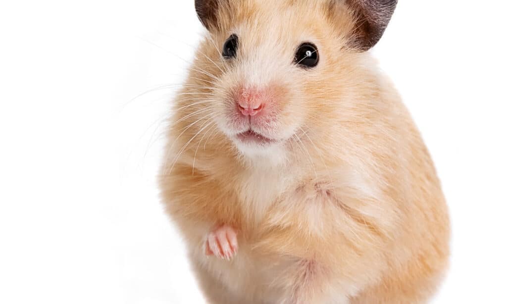 Hamster với bàn chân được nâng lên trên nền trắng.