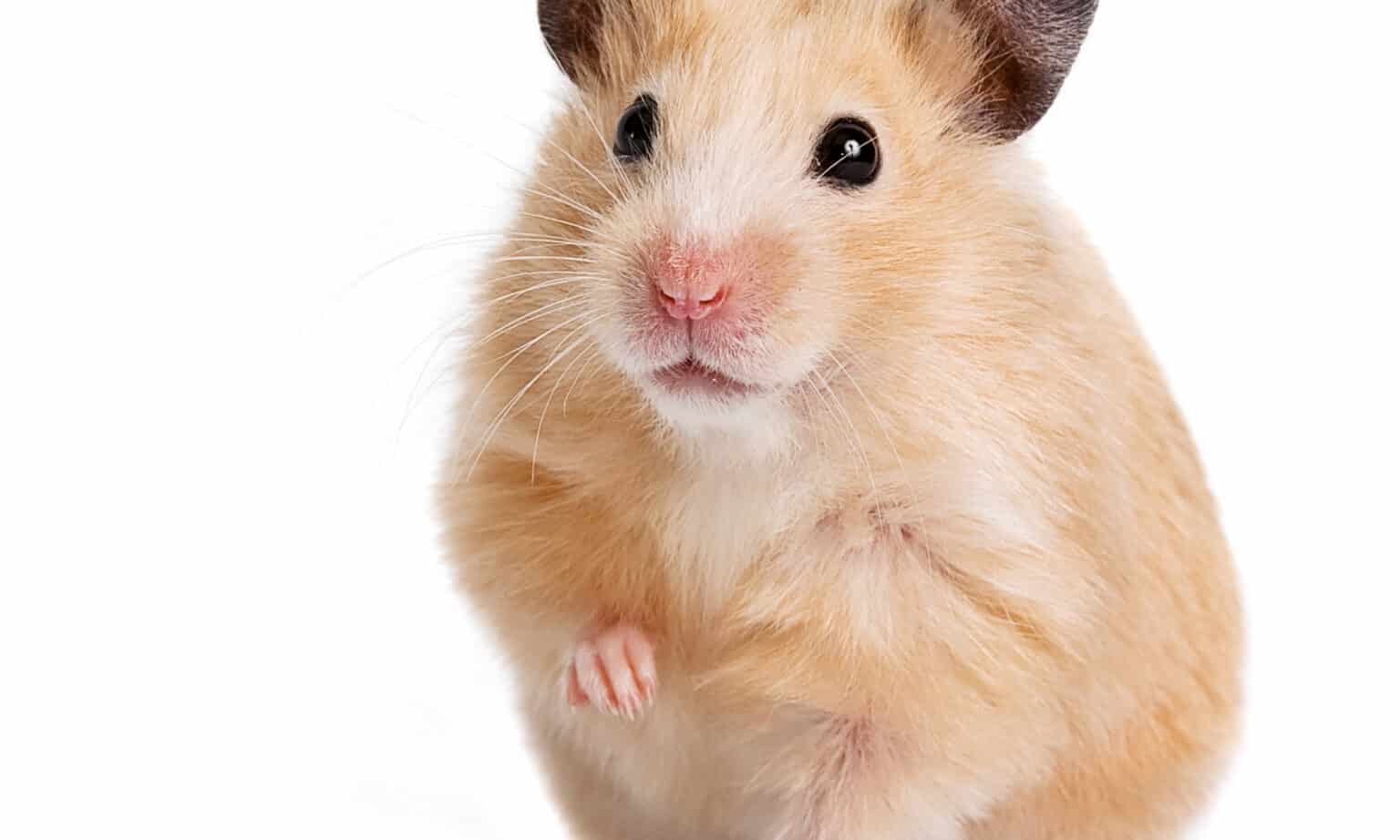 hamsters that are not nocturnal