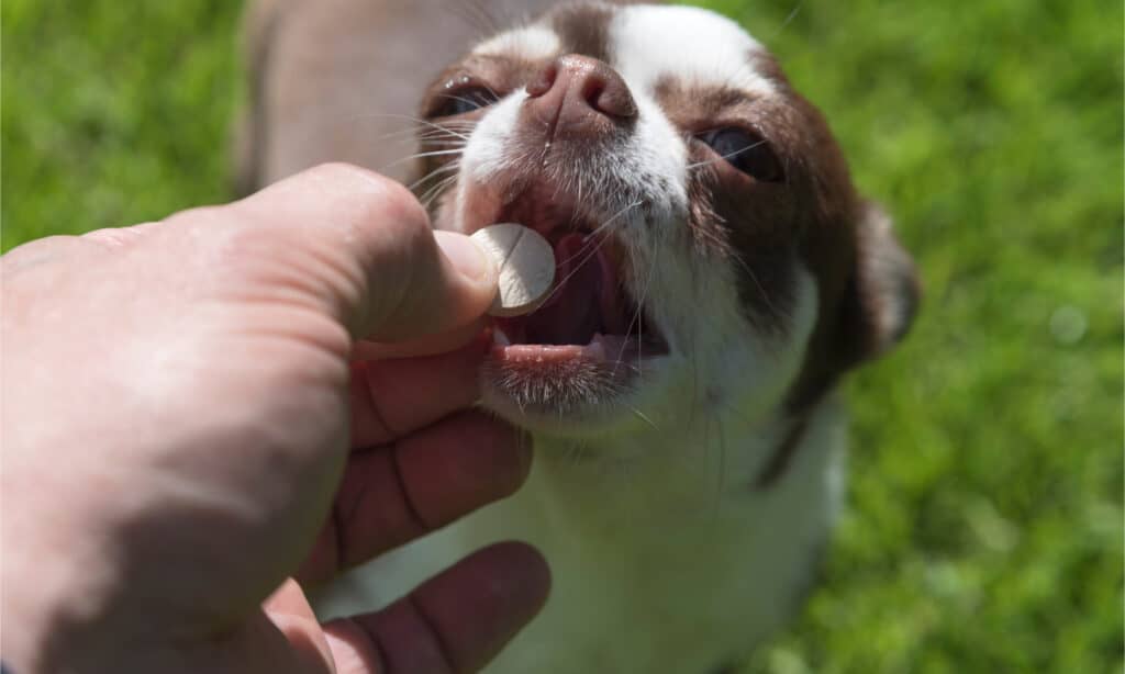 Hand giving chihuahua a pill