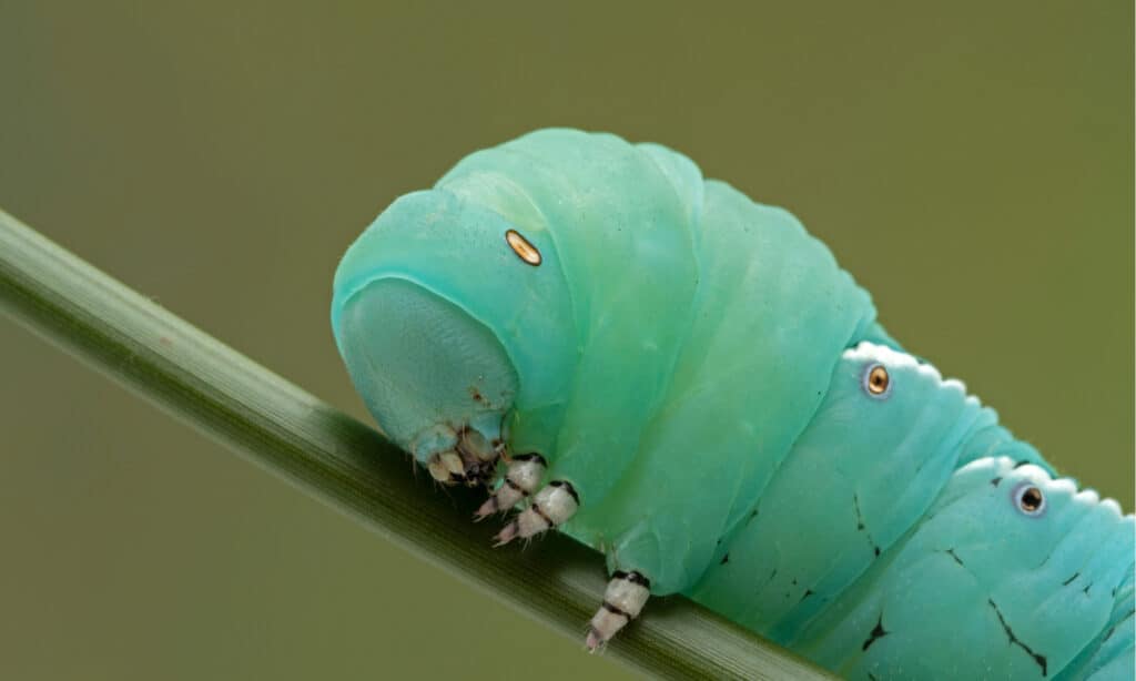 Hawk moth caterpillars are often wonderful shades of green with diagonal white stripes.