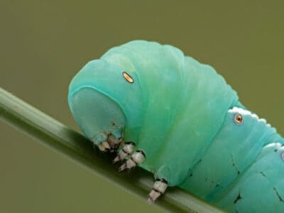 A Hawk Moth Caterpillar