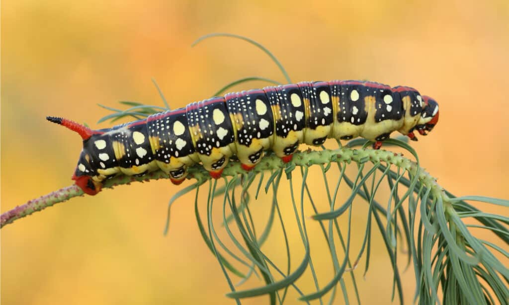 Hawk Moth Caterpillar Insect Facts - A-Z Animals