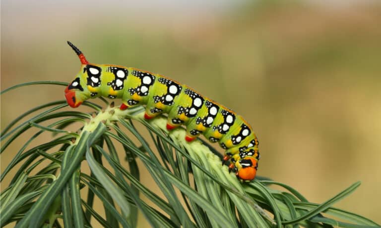 The Hawk Moth caterpillar’s back legs, which are formally called anal prolegs, are flattened so they can hold on tightly to the plant as the caterpillar feeds.
