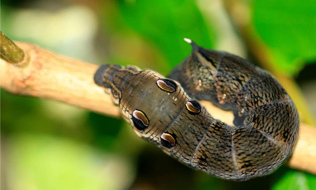 The Elephant Hawk Moth Caterpillar look like elephant's trunks and have eyespots to scare off predators.