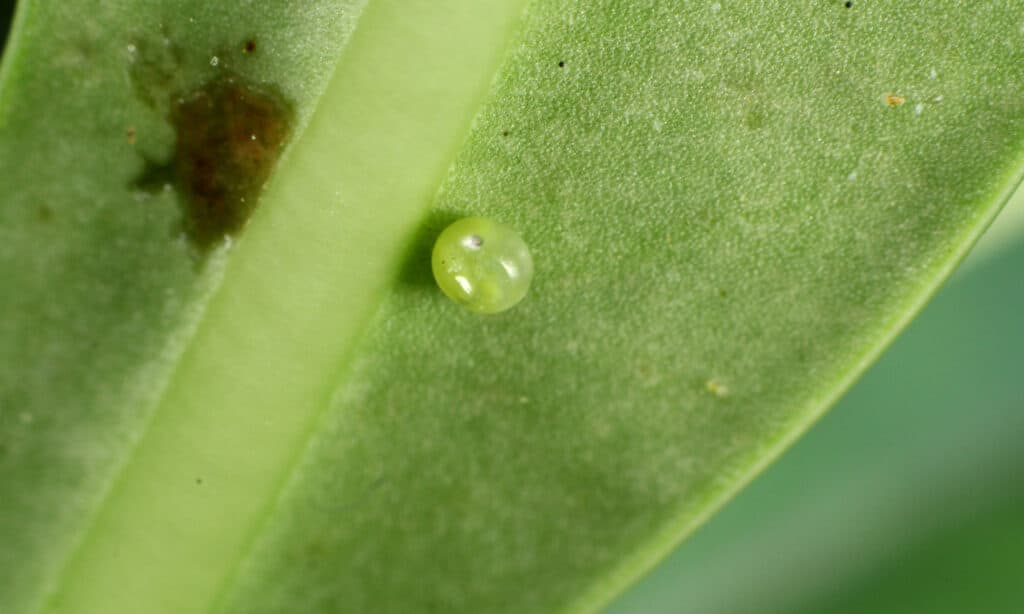 Oleander Hawk Moth Egg on Desert Rose.