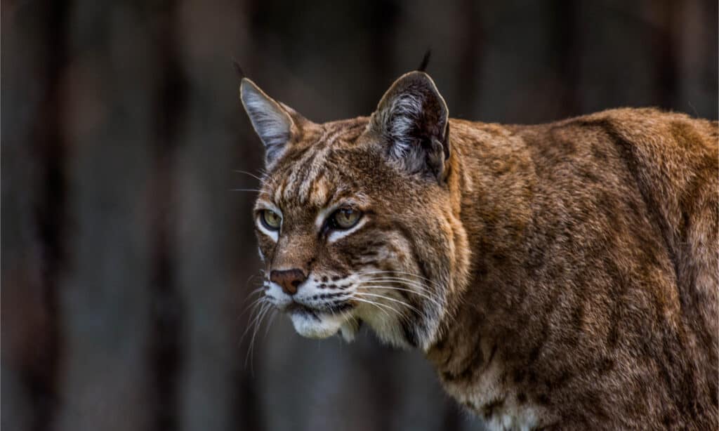 Head shot of a bobcat