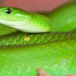 Mamba